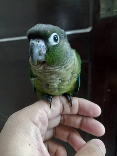 hand tammed conure parrot