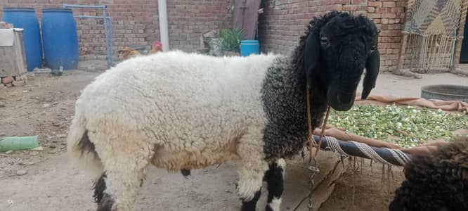 57000 each Bakra dunba sheep