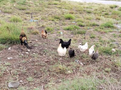 Egg laying hens for sale
