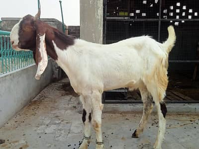 bakra | desi Bakra | dono bakra | sindhi bakra | Qurbani 2026