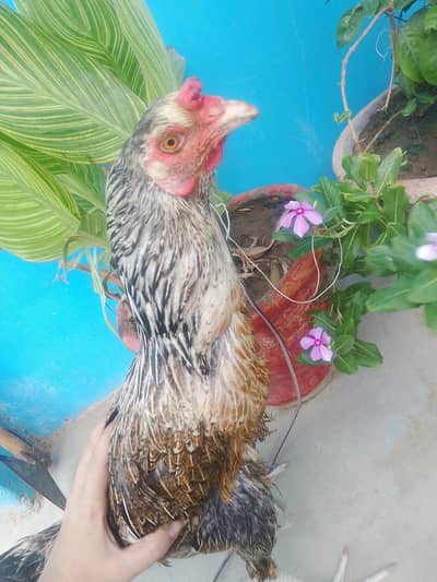 Anda dene wali Aseel murgi only 3000