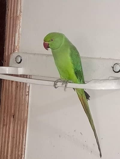 parrots