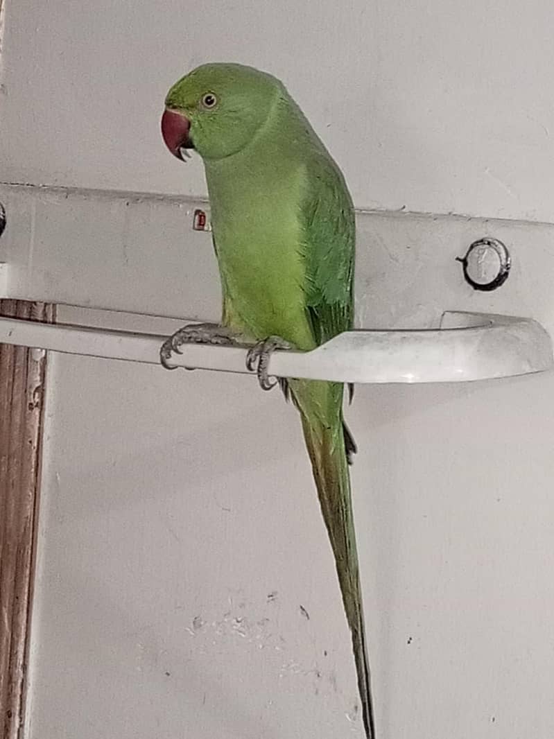 parrots 2