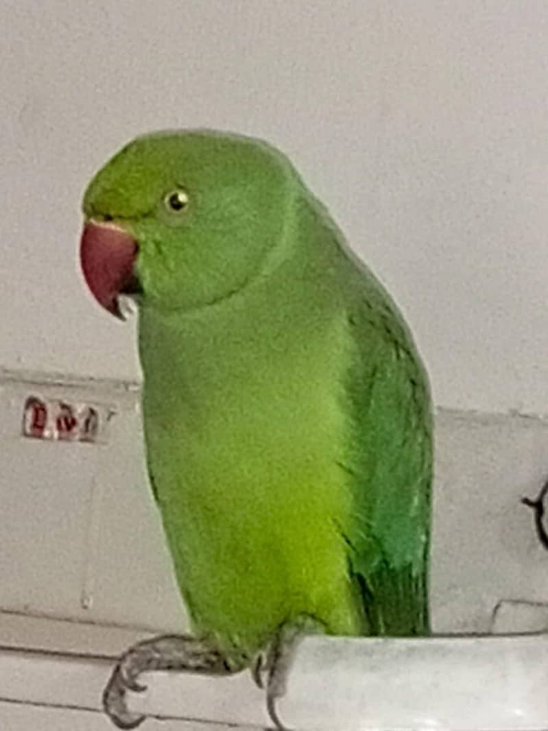 parrots 4