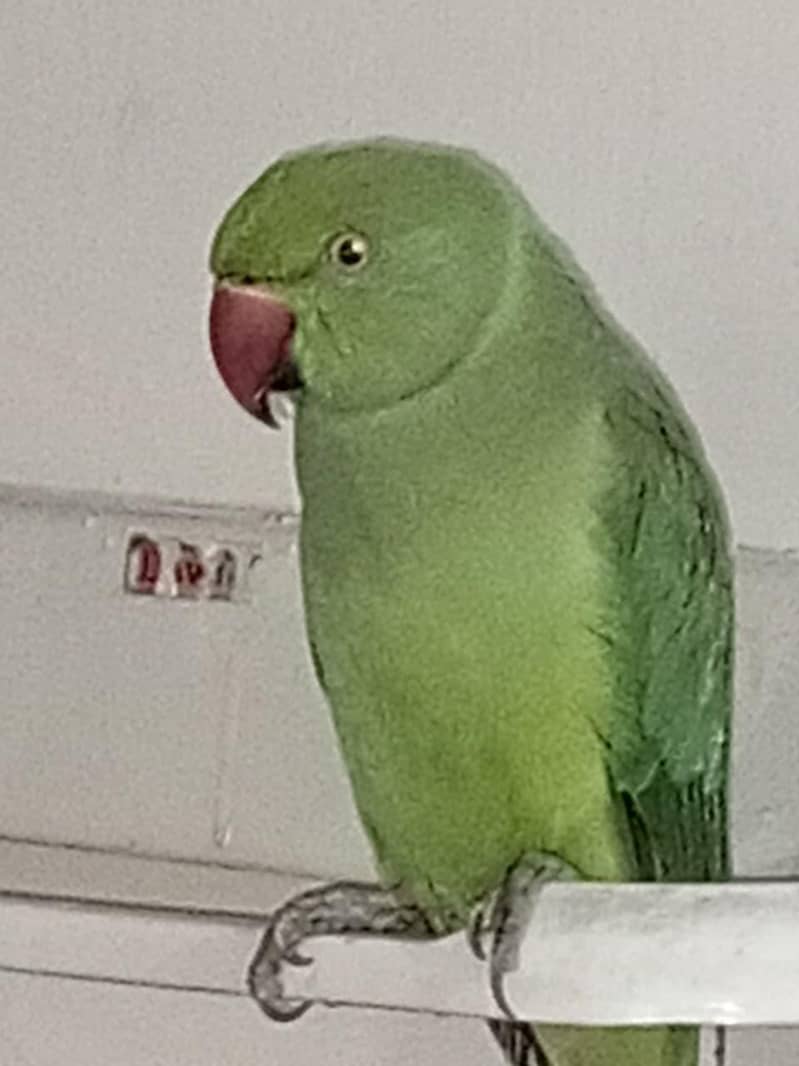 parrots 5
