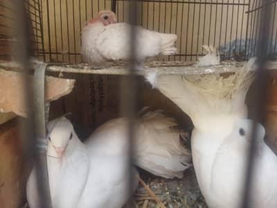 lakha kabooter for sale