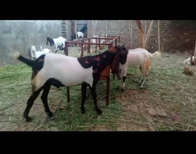 bakre for sale
