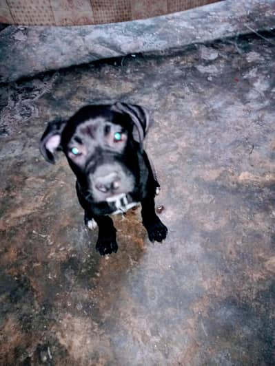 am pitbull 2 month old female very active and playfull