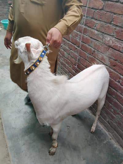 full white  4 Dant breedar Barbara