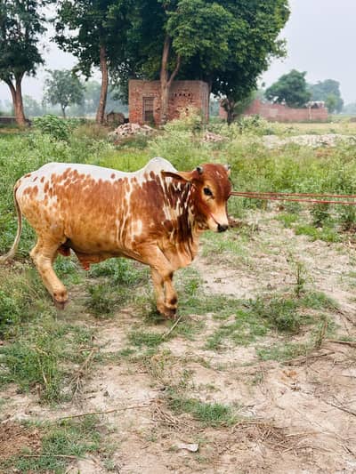 CATTLE FOR SALE