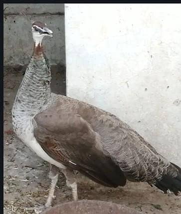 breeder pair black shoulder male & blue shoulder female heathy & acti 2