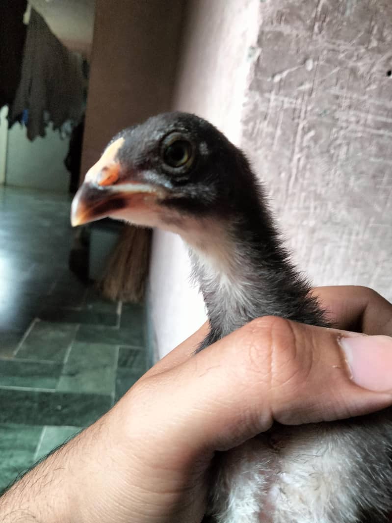 one month chicks 2