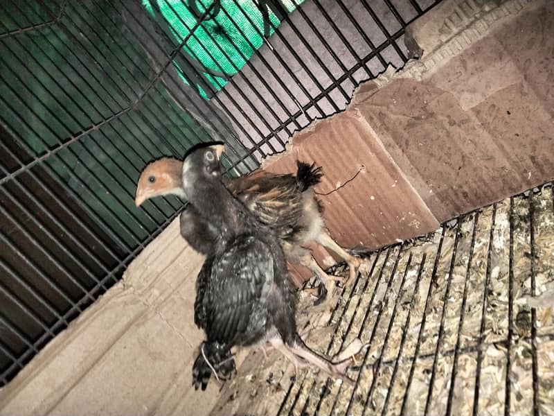 one month chicks 4