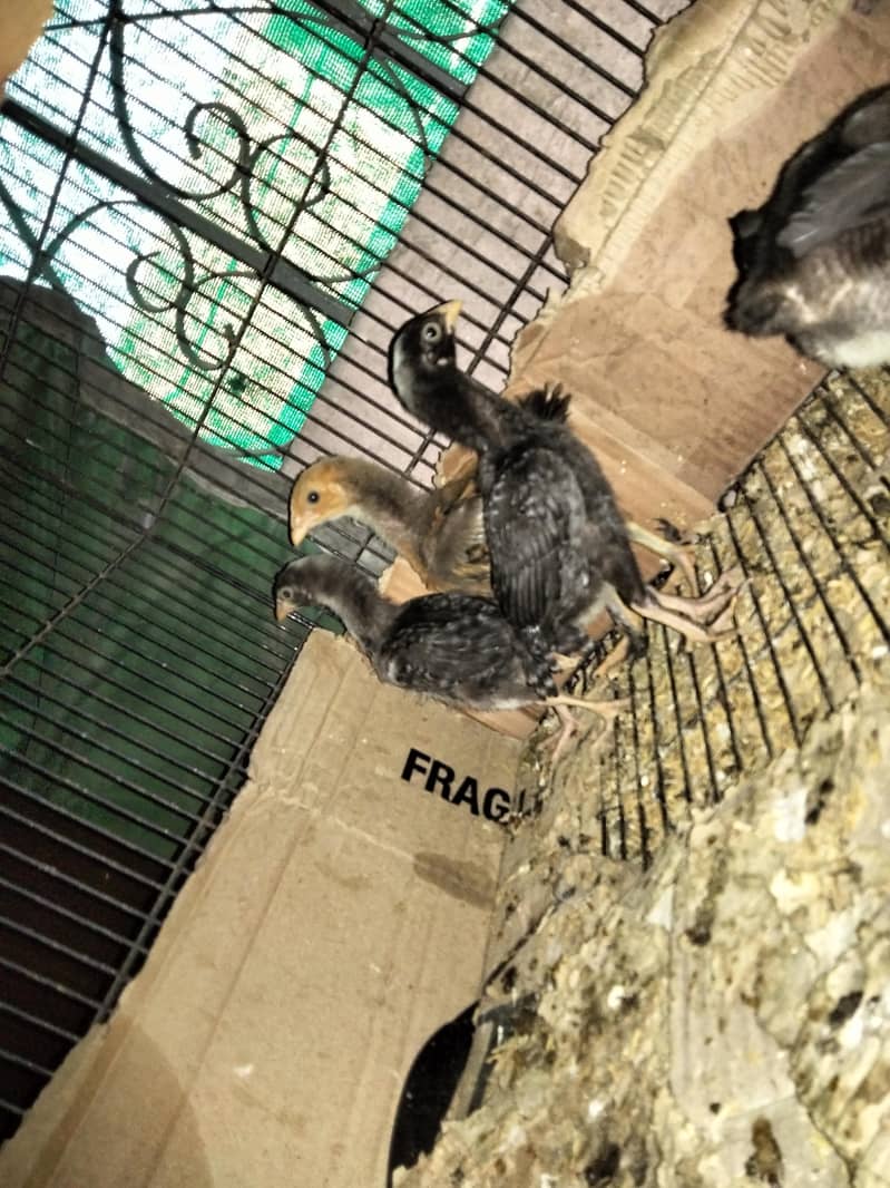 one month chicks 5