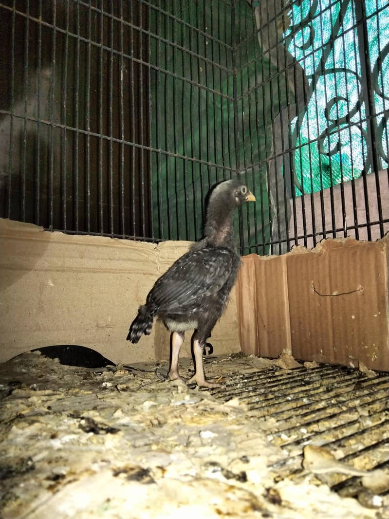 one month chicks 7