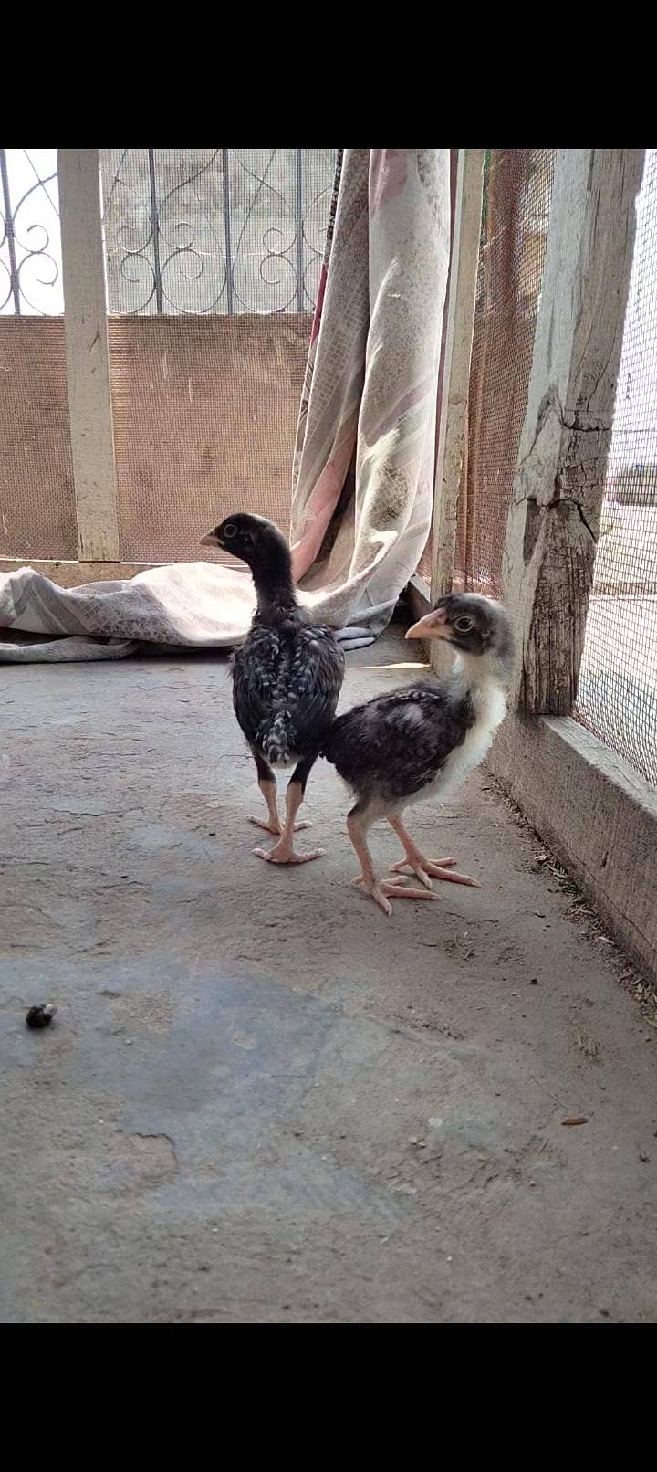one month chicks 8
