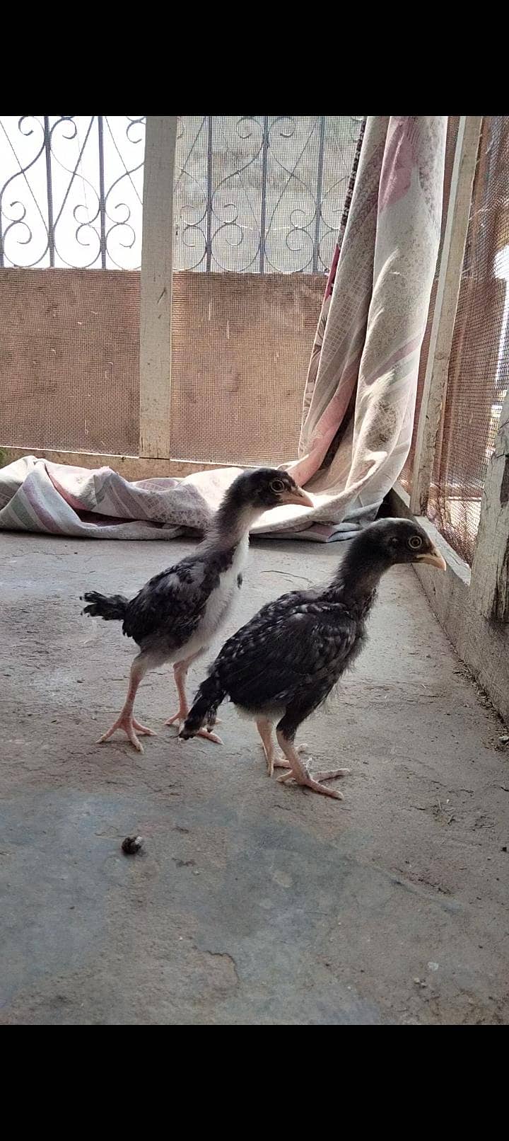 one month chicks 9