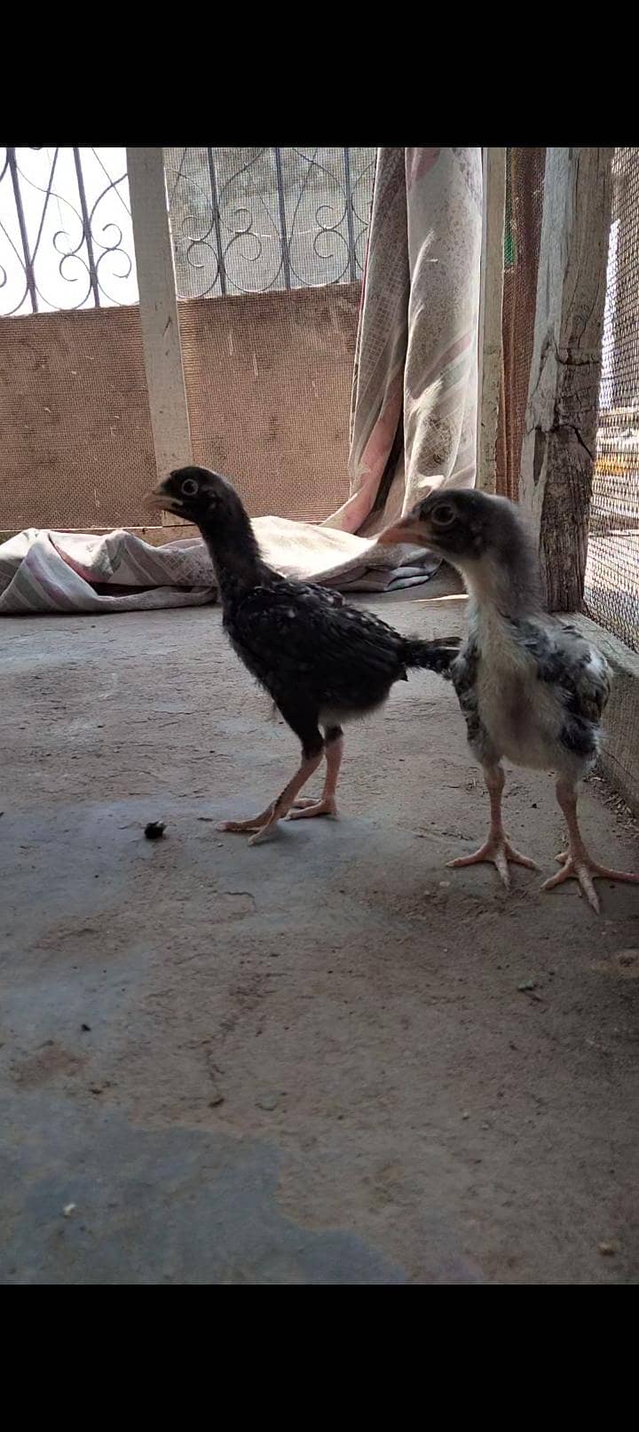 one month chicks 10