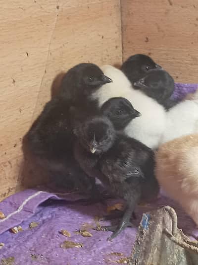 Ayam Cemani chicks