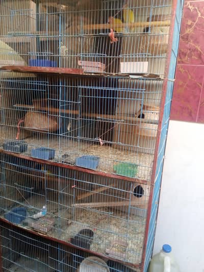 lovebird with cage