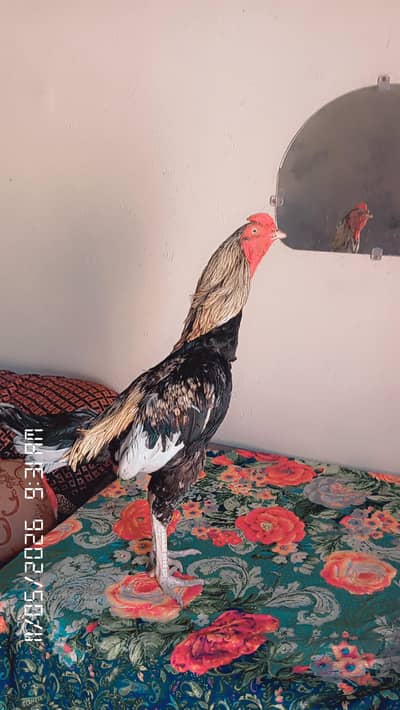 aseel murga