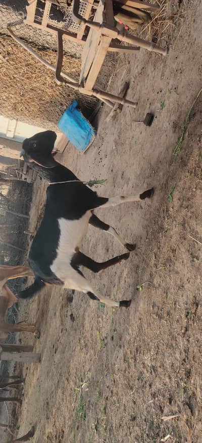 black and white goat young