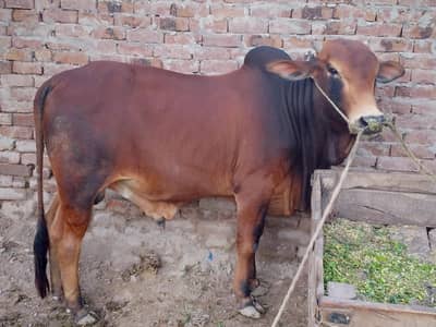 bulls for sale