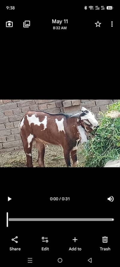 Qarbani ka prince