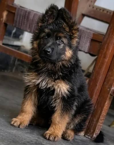 German shepherd puppy Male 03134111831