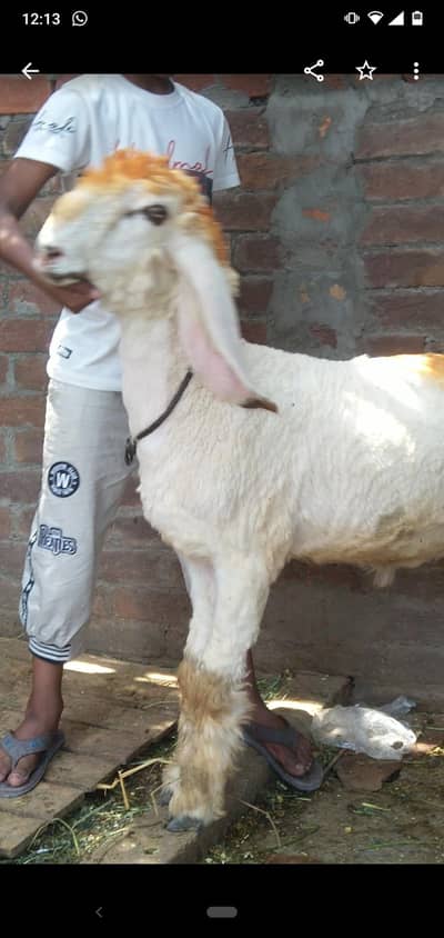 chatra qurbani vala