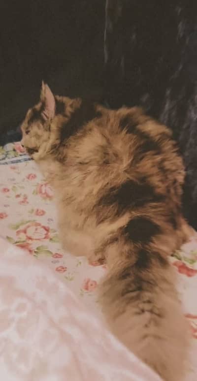 Persian triple coat cat for urgent sale