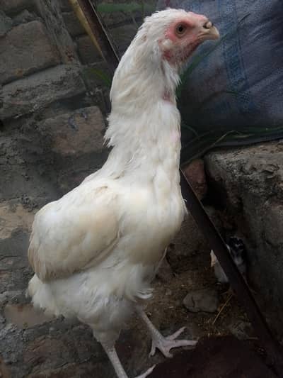 Aseel hera for sale