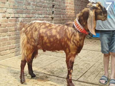 Makhi Cheena Bakra | Ablak | Nagra Goat | بکرا | Qurbani 2026