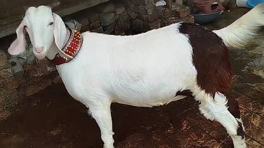 Makhi Cheena Bakra | Ablak | Nagra Goat | بکرا | Qurbani 2026