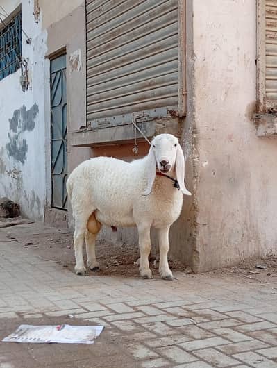 dumba for qurbani 2026