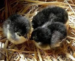 Australorp chicks available 2
