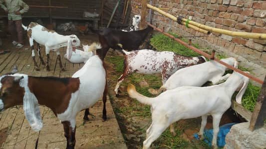 Desi Nachi Bakry | Bakra | Goat | 2 Dant | بکرا | Qurbani 2026