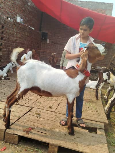 Desi Nachi Bakry | Bakra | Goat | 2 Dant | بکرا | Qurbani 2026