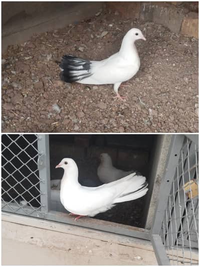Lakka Kabutar for Sale