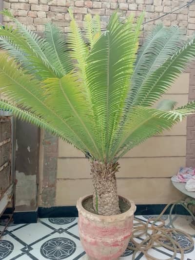 Plant