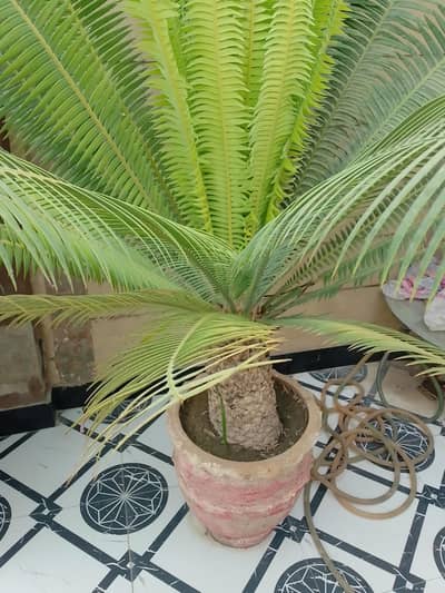 Plant