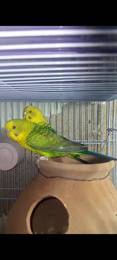 black wings pair