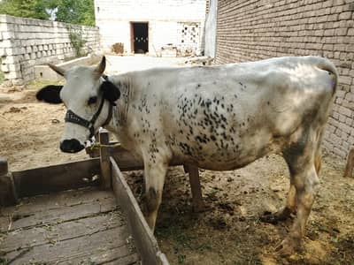 Cow for sale keemat 2 lac, paisy oper nechy ho skty hain.