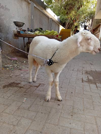 dumba qurbani 2026