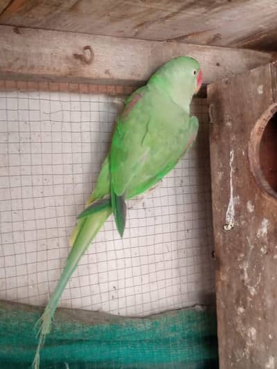 Kashmiri jambo size tame raw male ,