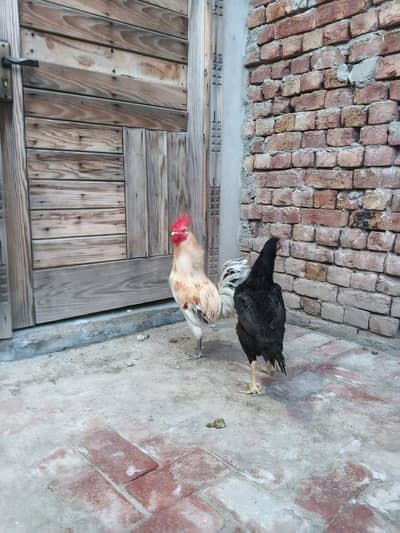 Hen / Rooster | Aseel murghi | Desi murgha