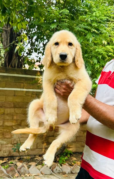 Male golden retriever