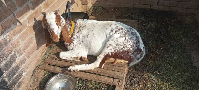 qurbani sell