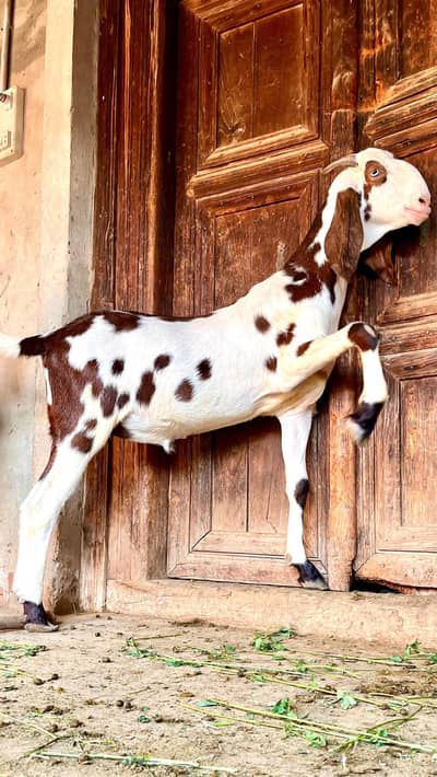 Qurbani Bakra