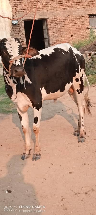 for sale location kallar syedan3 man bhal